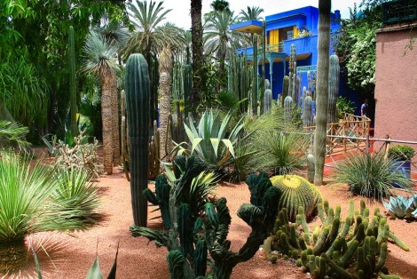 Cactus and agave. Majorelle Garden, Morocco, Africa